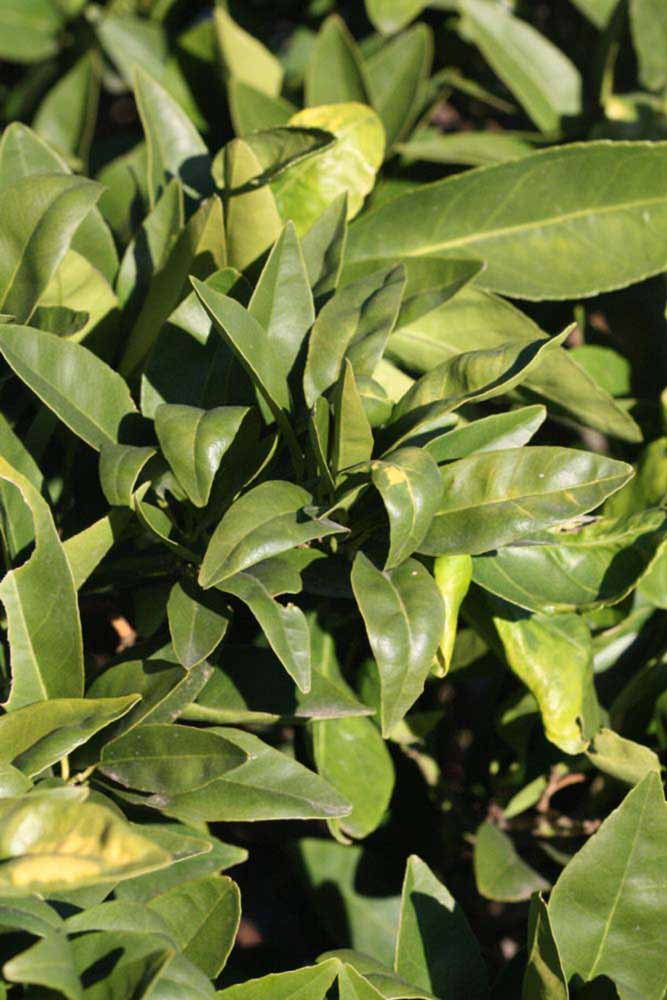            Sun leaves (Riverside, CA)   